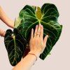 Anthurium regale