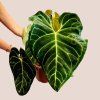 Anthurium regale