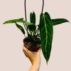 Anthurium warocqueanum