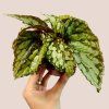 Begonia Lucifer