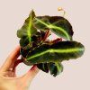 Begonia Listrada