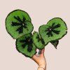Begonia masoniana