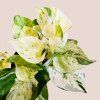 Epipremnum manjula (Happy leaf)