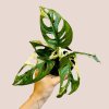 Monstera adansonii variegata