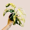 Monstera adansonii variegata