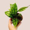 Hoya callistophylla Black Cat