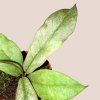 Hoya Mitrata Silver