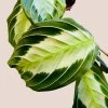 Maranta leuconeura Silver Band
