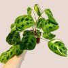 Maranta kerchoveana variegata