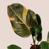 Philodendron Summer Glory variegata