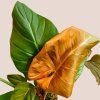 Philodendron Summer Glory veľký