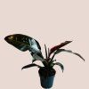 Philodendron Imperial Red