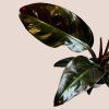 Philodendron Imperial Red
