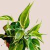 Philodendron Rio Gabriella