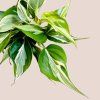 Philodendron Rio Gabriella