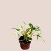 Philodendron Emerald Queen variegata