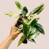 Philodendron Emerald Queen variegata