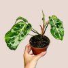 Philodendron gloriosum Snow Leopard
