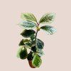 Elatostema vittatum