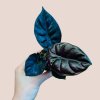 Alocasia infernalis "Black Magic"