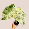 Alocasia macrorrhiza Splash
