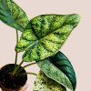 Alocasia Dragon Scale Mint variegata