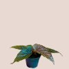 Begonia maculata Pink Spot