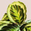 Calathea roseopicta Medallion