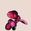 Calathea roseopicta Mysty Red