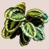 Calathea roseopicta Medallion