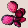 Calathea roseopicta Mysty Red