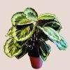 Calathea roseopicta Medallion