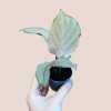 Calathea roseopicta Silver Plate