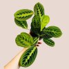 Maranta leuconeura Lemon Lime
