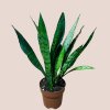 Sansevieria zeylanica