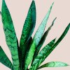 Sansevieria zeylanica