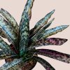 Sansevieria coppertone