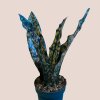 Sansevieria Star Canyon Granite