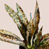 Sansevieria coppertone