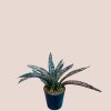 Sansevieria coppertone