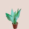 Sansevieria trifasciata Moonshine