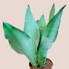 Sansevieria trifasciata Moonshine