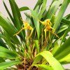 Maxillaria bradei