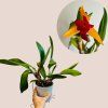 Cattleya - viacero druhov
