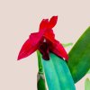 Cattleya - viacero druhov