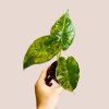 Alocasia odora aurea variegata