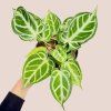 Anthurium Brielle DocBlock
