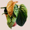Anthurium Radicans x Luxurians