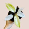 Philodendron snowdrift