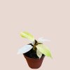 Philodendron snowdrift